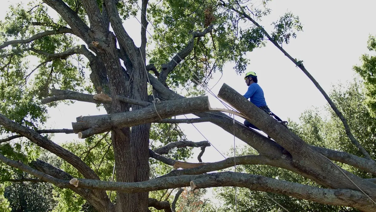 Professional Hazardous Tree Removal performed by certified arborists in Hebron