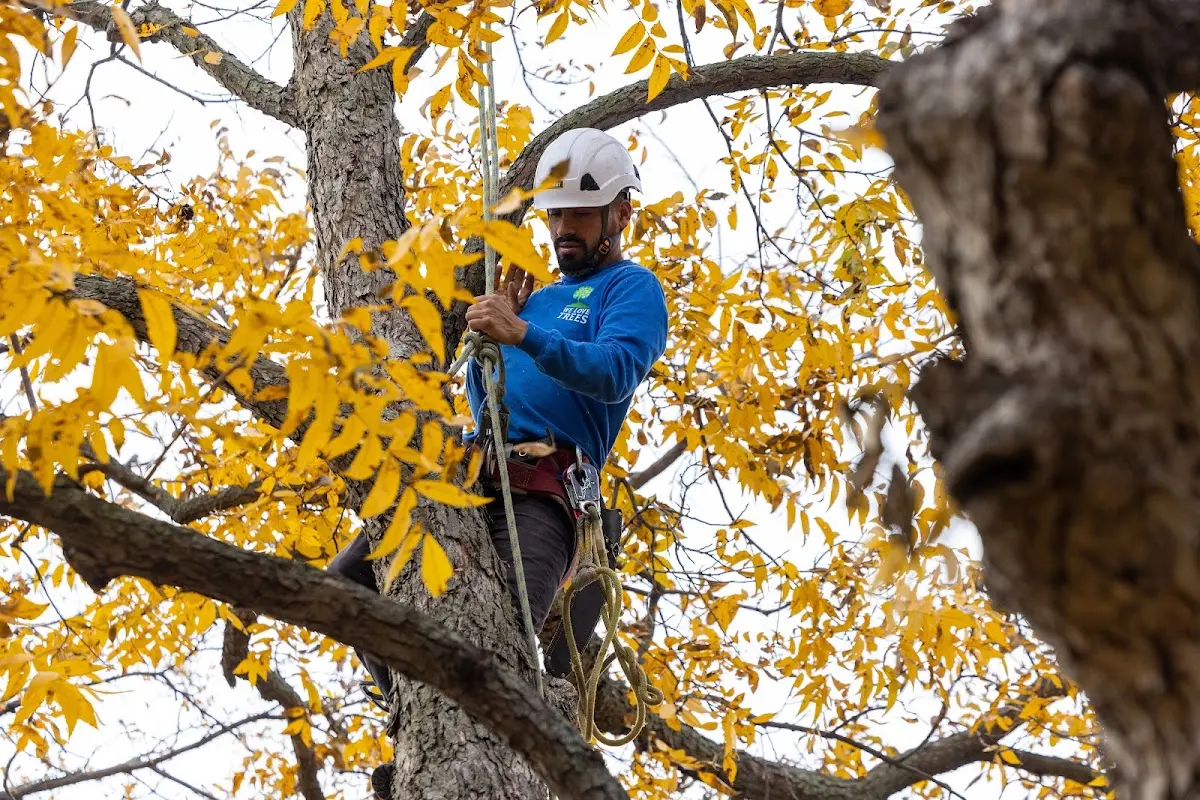Skilled Tree Pruning crew working in Hebron