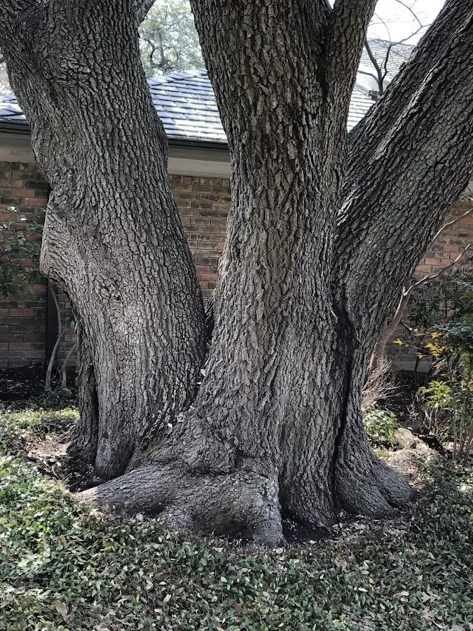 Mature heritage tree close to a Hebron property cared for by certified arborists